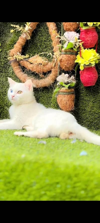 double coated old eyes female