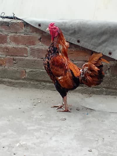 Thai burmi male for sale