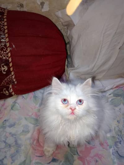 Persian kittens pair | semi punch face | Triple coat | blue eyes/white