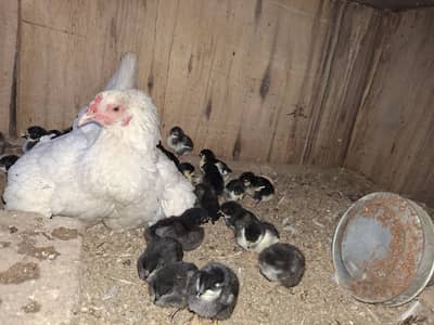 45 Black Astrolop chicks (6 Days Old) with Aseel Mother Hen