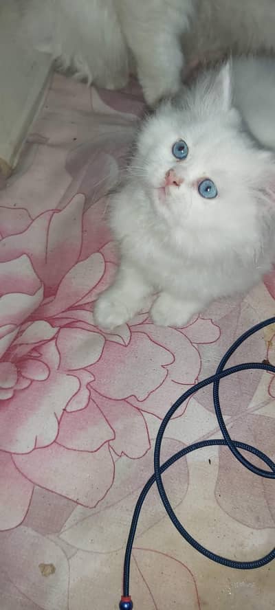 Persian kittens/ semi punch face/triple coat/blue eyes/white