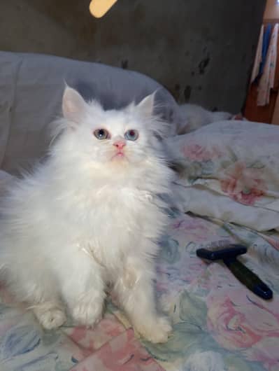 Persian kittens| semi punch face | Triple coat | blue eyes fluffy cat