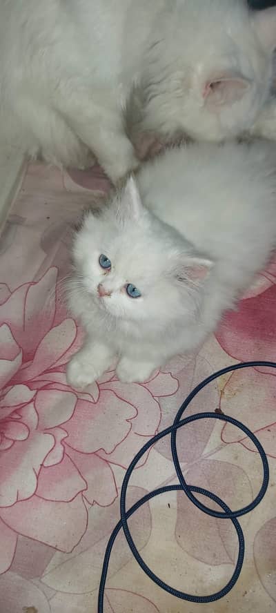 Persian kittens| semi punch face | Triple coat | blue eyes fluffy cat