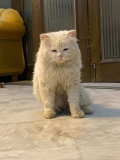 original persion breed cat