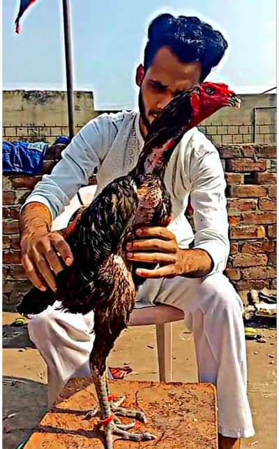 Pure Thai Pair import breeder