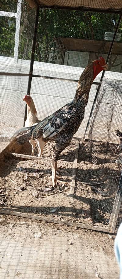 dragon shamo Turkish hint parrot beak