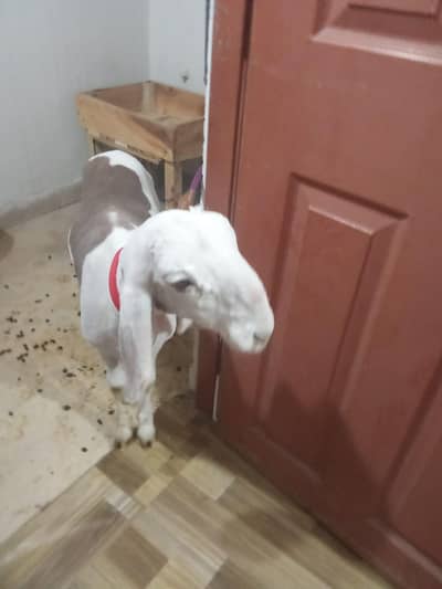 LARKANA MALE FOR SALE BROWN ABLAK