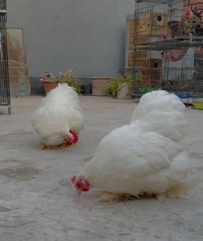 Bantam Chicks Available