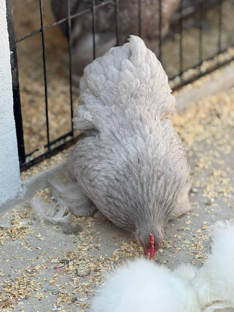 Bantam Chicks Available 2