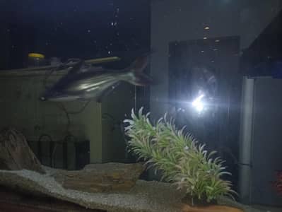 sucker fish and blue line shark