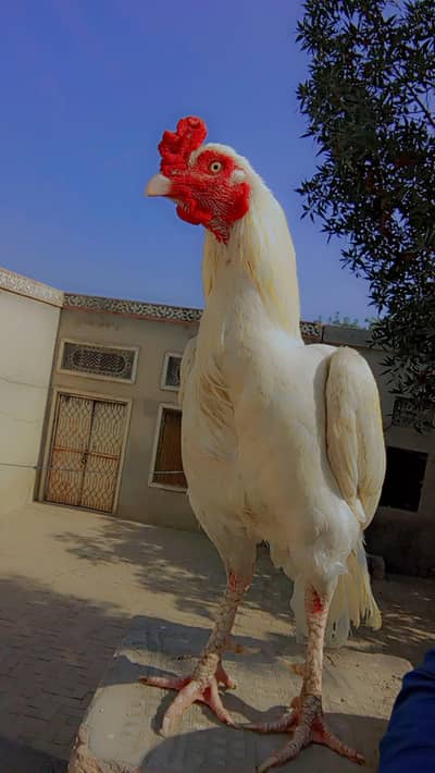 white Heera for Sale