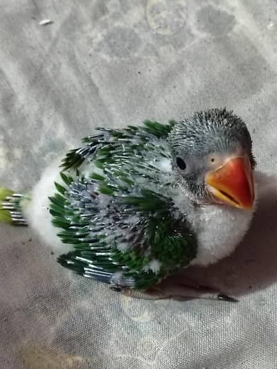 Raw Top Quality blood Linne Chick