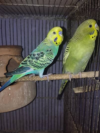 Budgies Pair