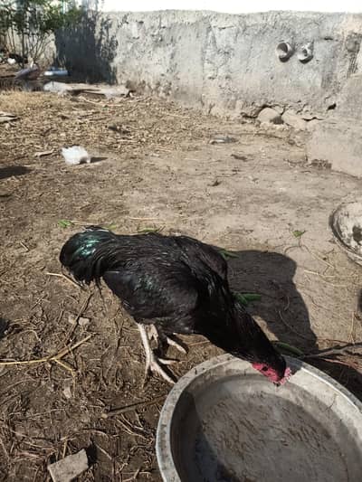 mushka cross breeder