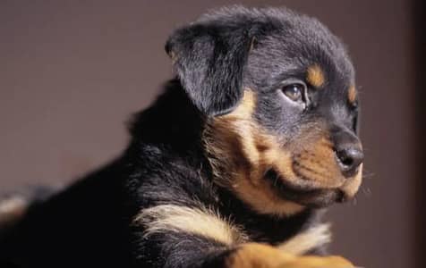 outclass champoin bloodlines pair