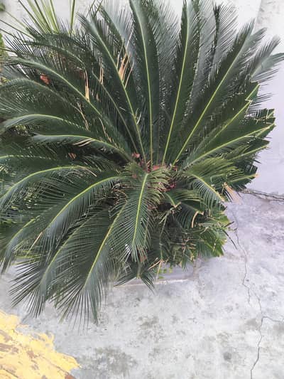 kangi palm for sale