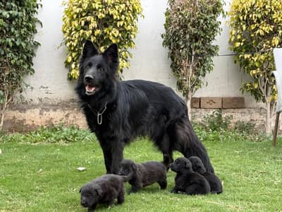 Black shepherd