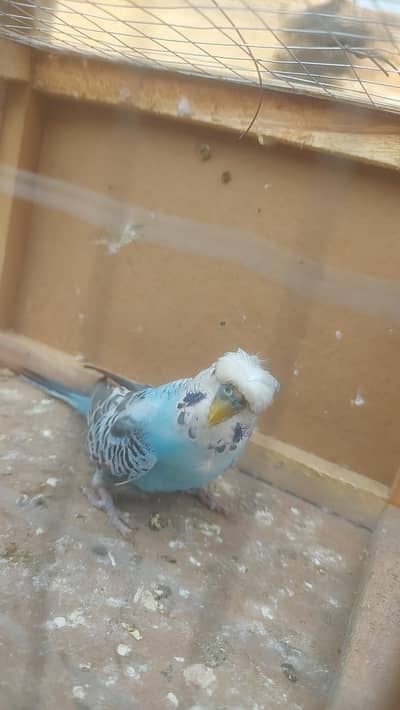 hogo mix budgie male  breeder