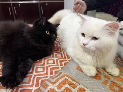 Black female white male