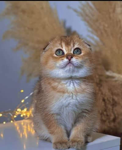 British Shorthair & Scottish Fold Imported