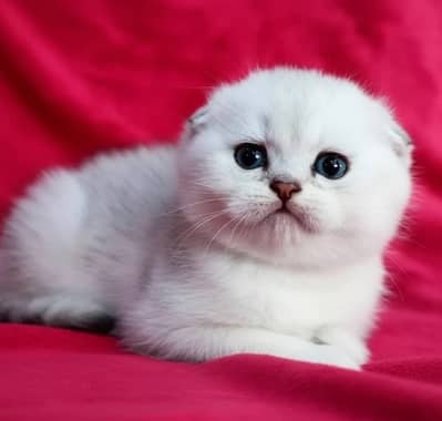 British Shorthair / Scottish Fold / Maine Coon Imported Kittens