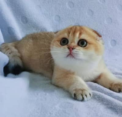 British Shorthair / Scottish Fold / Maine Coon Imported Kittens