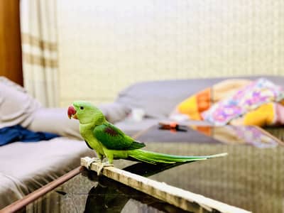 Raw talking parrot hand tamed home breed
