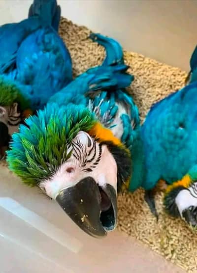 blue macaw parrot for sale=0319=7605=422