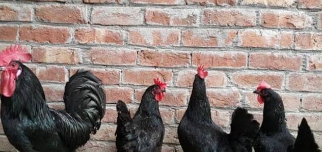 black austolop or splash grey austolop chicks