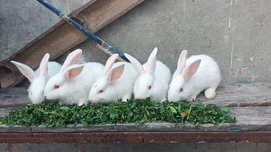 New Zealand White Rabbits 