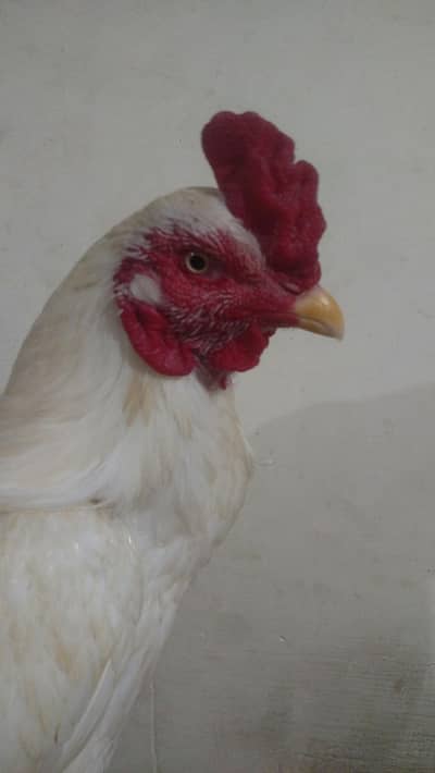 A Beautiful Aseel Boski Rooster For Sale