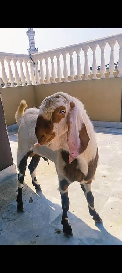 بکرا برائے فروخت چار دانت