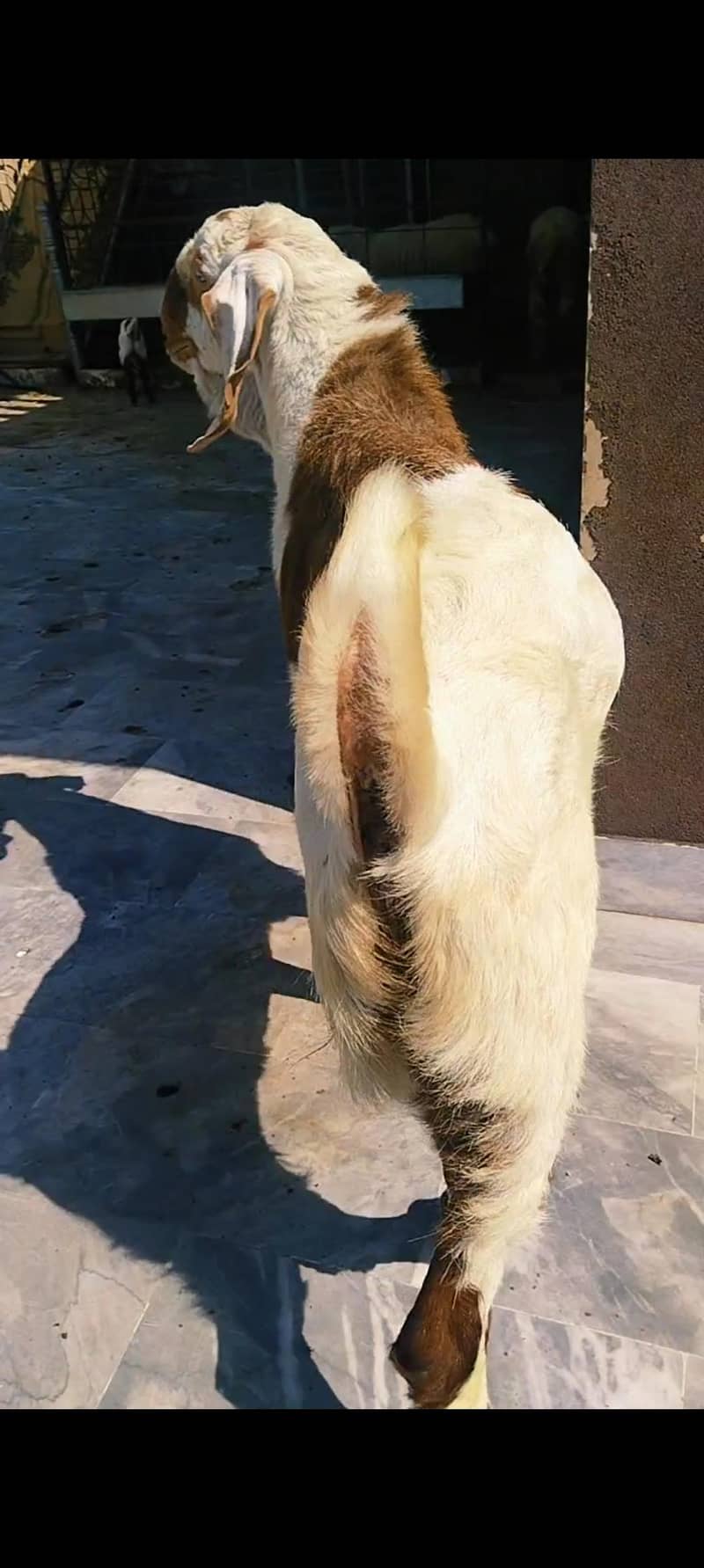 بکرا برائے فروخت چار دانت 3