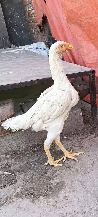 White Shamo Female Long hight