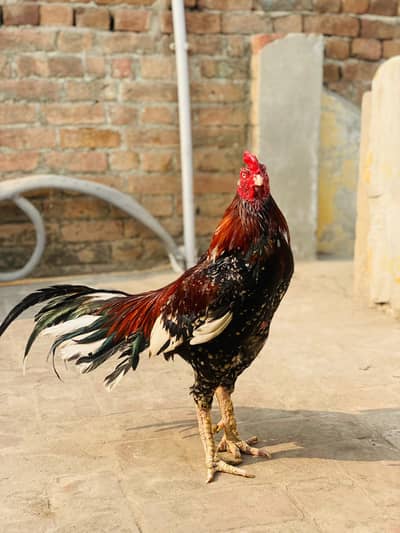 Cheena Breeder high quality murga hai