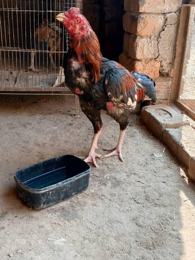 aseel asli aur nasli murghy kukkar