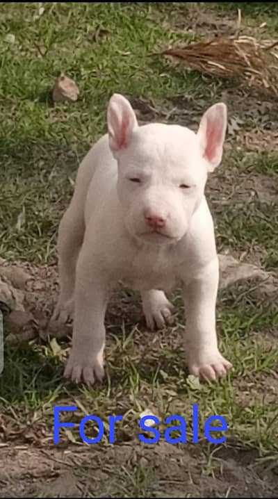 estrha ka kisi dog kisi bhi k pas ha farsale to rabta kry