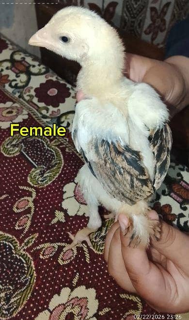 High quality aseel chicks