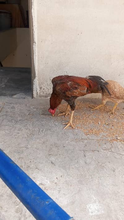 aseel murga for sale in lahore