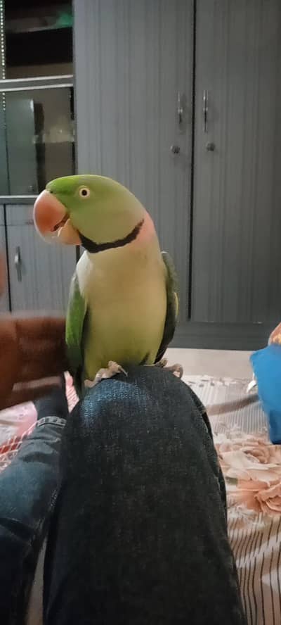 pahari parrot male face to face talking of king