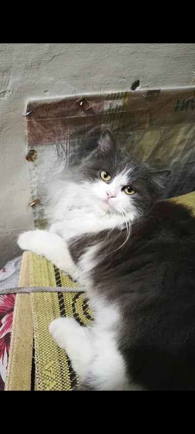 persion cat for sale