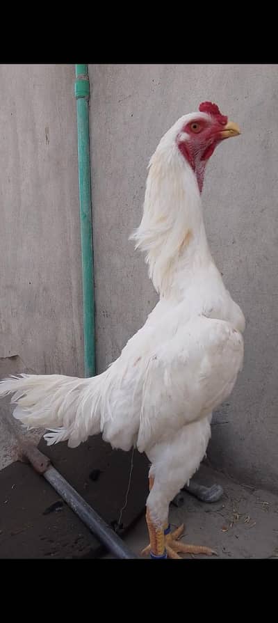 ohshamo germen+japanese