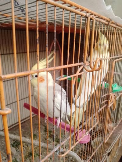 cream cocktail pair ready to breding