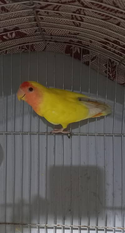 LUTINO LOVEBIRD ONLY 1 PIECE