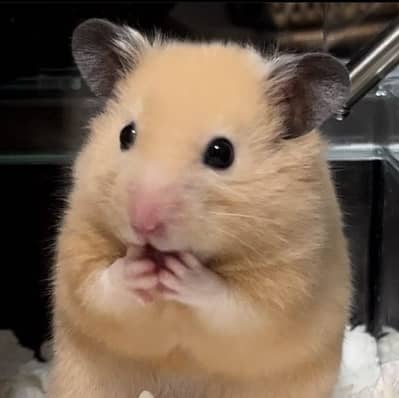 Cute Hamsters
