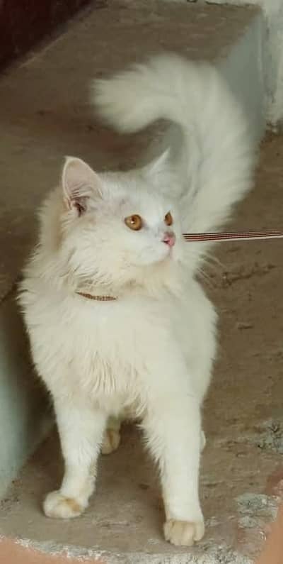 Persian cat Male