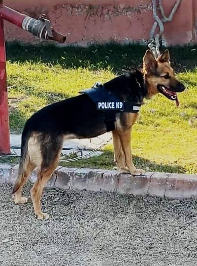 German Alsation female