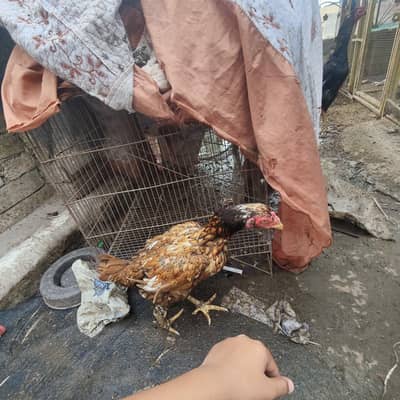 Aseel improted madia