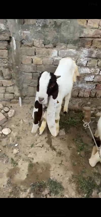 gulabi bakra age 6 month