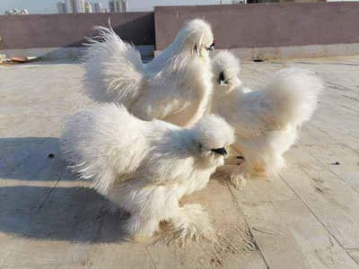 white silkie
